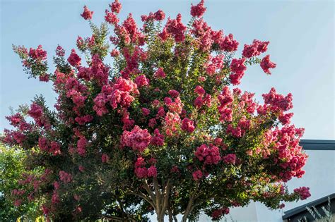 How to Protect Your Purple Magic Crepe Myrtles in Winter